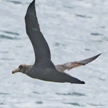 Petrel gigante subantártico, foto de DaniDFC