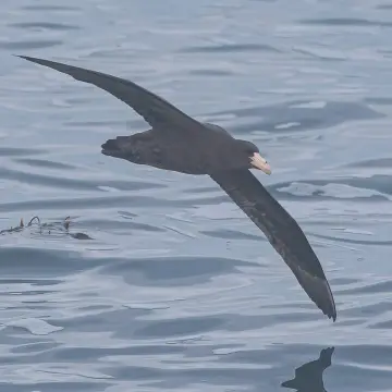 Petrel gigante subantártico, foto de El.PUDUPUDA