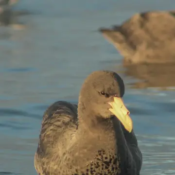 Petrel gigante antártico, foto de Migueceryle
