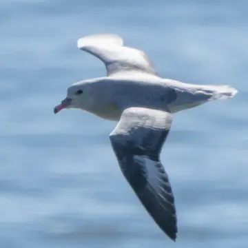 Petrel plateado austral, foto de DaniDFC