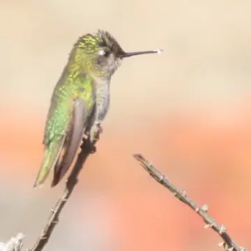 Picaflor chico, foto de Chincolito87