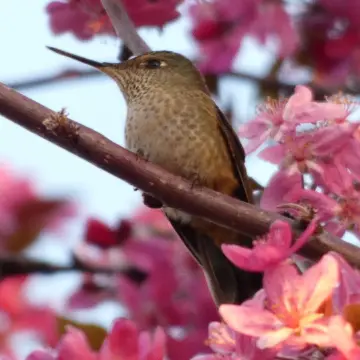 Picaflor chico, foto de Danipantera