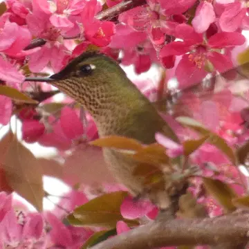 Picaflor chico, foto de Danipantera
