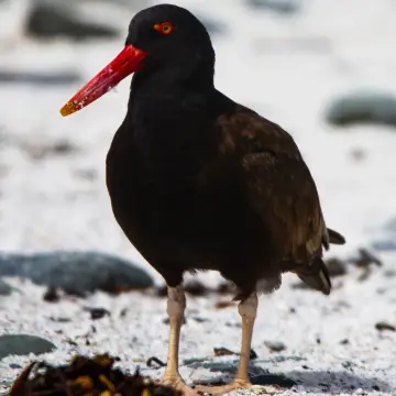 Pilpilén negro, foto de awatin