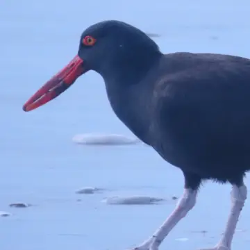 Pilpilén negro, foto de Chincolito87