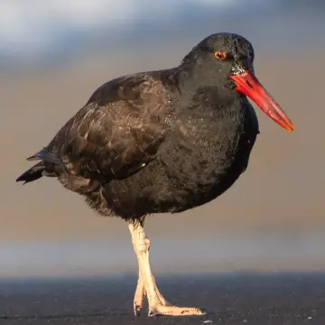 Pilpilén negro, foto de DaniDFC