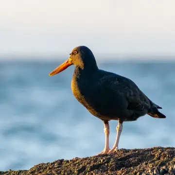 Pilpilén negro, foto de Mauro