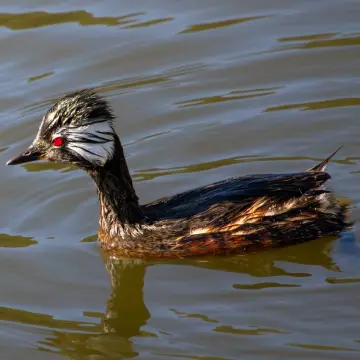 Pimpollo, foto de LuisFaunaCl