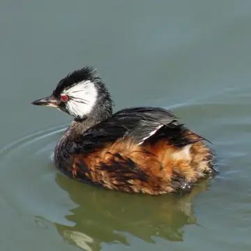 Pimpollo, foto de Vale