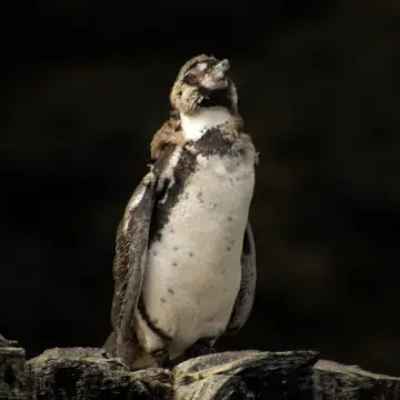 Pingüino de Humboldt, foto de awatin