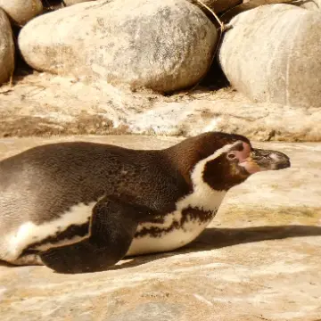 Pingüino de Humboldt, foto de Danipantera