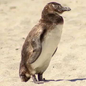 Pingüino de Magallanes, foto de awatin