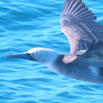 Piquero de Humboldt, foto de Chincolito87