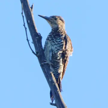 Pitío, foto de Javiernaturalist