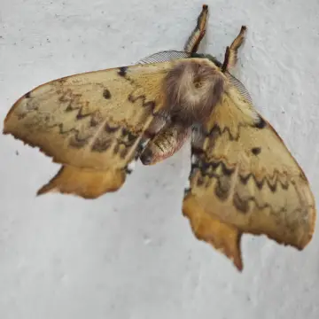Polilla Cercophana, foto de XLONCOx