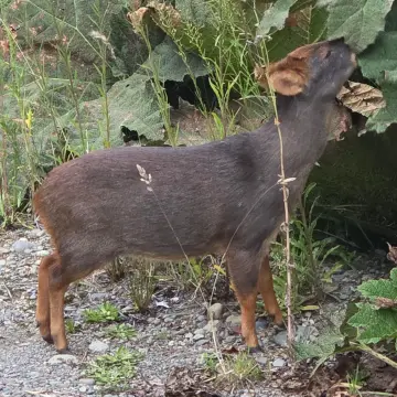 Pudú, foto de Joaquin_Israel