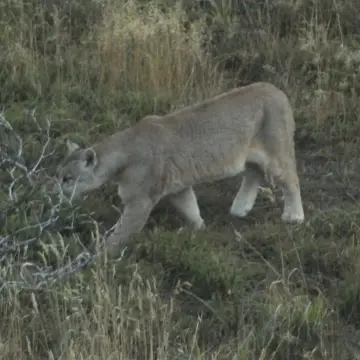 Puma, foto de Migueceryle