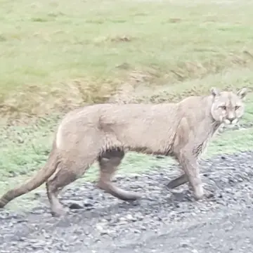Puma, foto de Roly