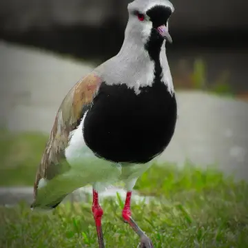 Queltehue común, foto de IRO_NIKO