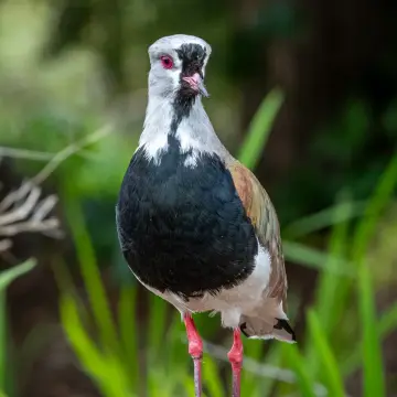 Queltehue común, foto de MatiasBarrientos