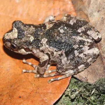 Rana moteada, foto de Javiernaturalist