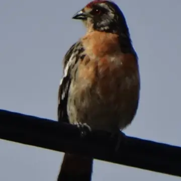 Rara, foto de hunterbee