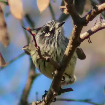 Cachudito, foto de awatin