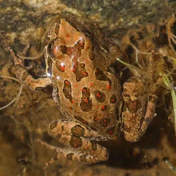 Sapito de cuatro ojos, foto de Javiernaturalist