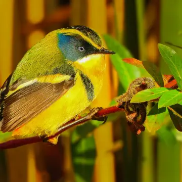Siete colores, foto de IRO_NIKO