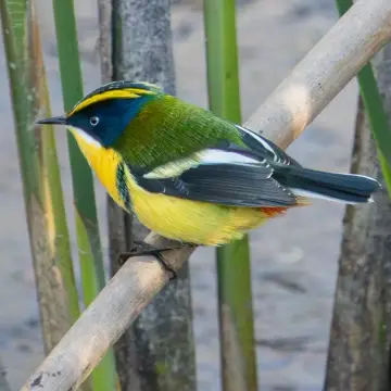 Siete colores, foto de LuisFaunaCl