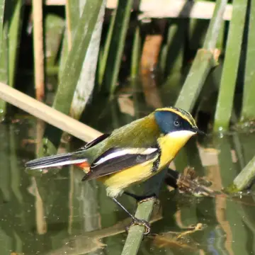 Siete colores, foto de Vale