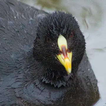 Tagua común, foto de 0400
