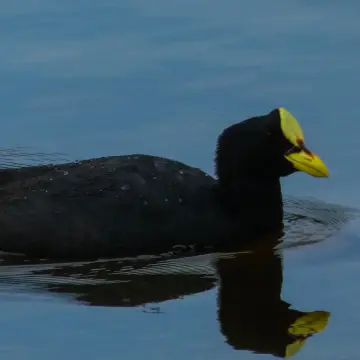 Tagua común, foto de Danipantera