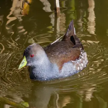 Tagüita común, foto de LuisFaunaCl
