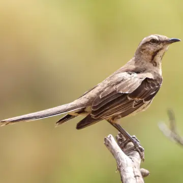 Tenca, foto de Javiernaturalist
