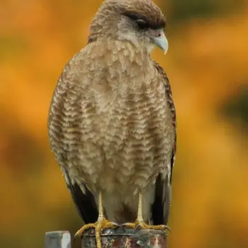 Tiuque, foto de awatin