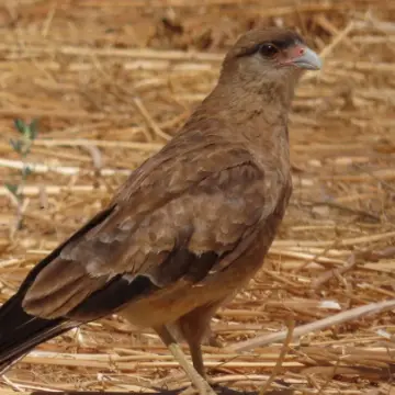 Tiuque, foto de Chincolito87