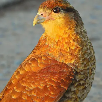 Tiuque, foto de IRO_NIKO