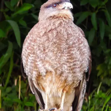 Tiuque, foto de XLONCOx
