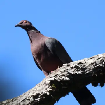 Torcaza, foto de Javiernaturalist
