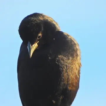 Tordo, foto de IRO_NIKO