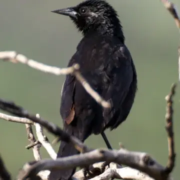 Tordo, foto de Javiernaturalist
