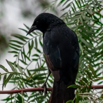 Tordo, foto de rev_fotos