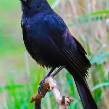 Tordo, foto de LuisFaunaCl