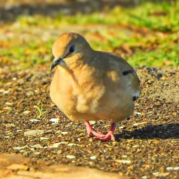 Tórtola, foto de IRO_NIKO