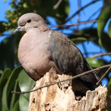 Tórtola, foto de Javiernaturalist