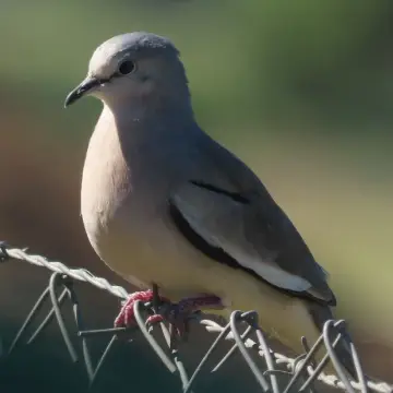 Tortolita, foto de Chincolito87