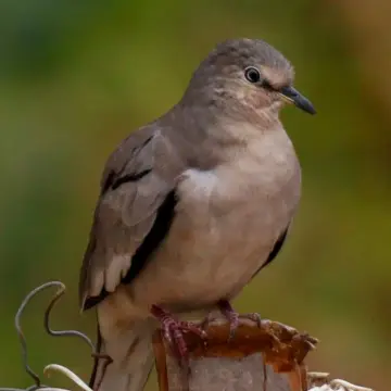 Tortolita, foto de Javiernaturalist