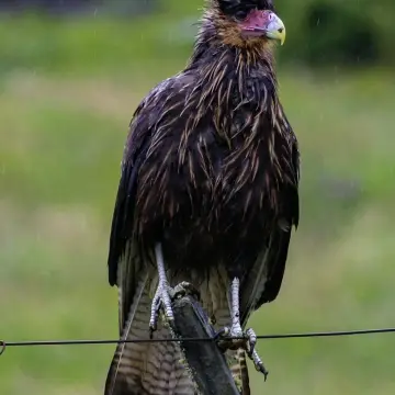 Traro, foto de LuisFaunaCl