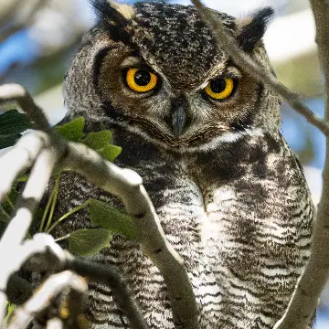 Tucúquere, foto de jandres_wild